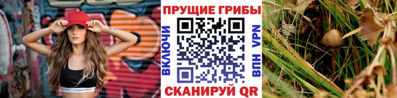 Галлюциногенные грибы прущие грибы  Сургут 